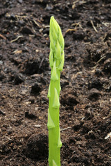 Grüner Spargel