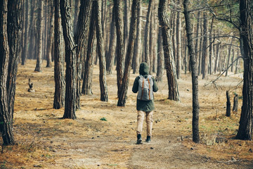 Fototapeta premium Traveler woman walking in a pine forest