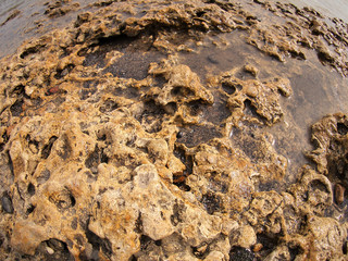 Seashore yellow coquina closeup