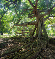Fototapeta premium Old tree in the Royal Botanical Garden in Kandy. Sri Lanka, Asia