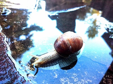 Schnecke mit Haus im Wasser