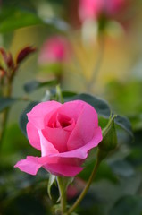 ピンク色のバラの花