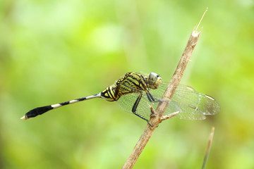 Ophiogomphus cecilia. Green Snaketail dragonfly in the garden.