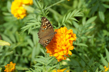 Fototapeta premium Butterfly on orange marigold or tagetes flowers, used for good l