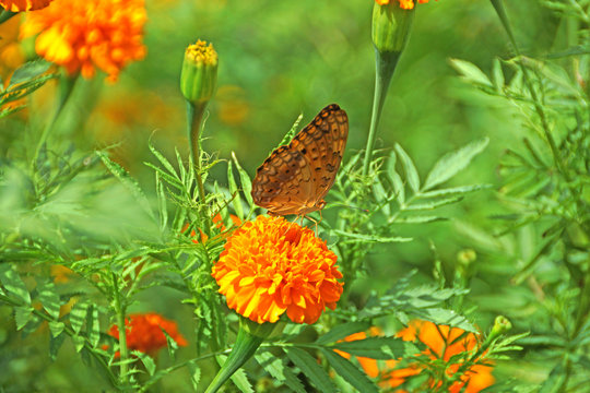 Butterfly on orange marigold or tagetes flowers, used for good l