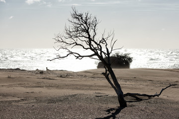 desert beach sand dunes on windy day
