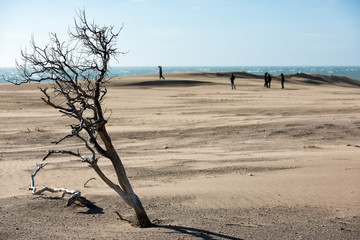 desert beach sand dunes on windy day