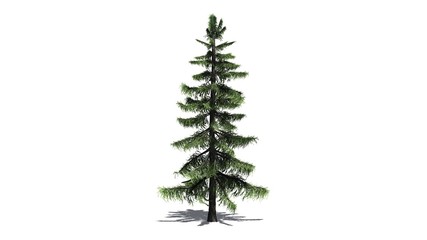 Alaska Cedar tree - separated on white background