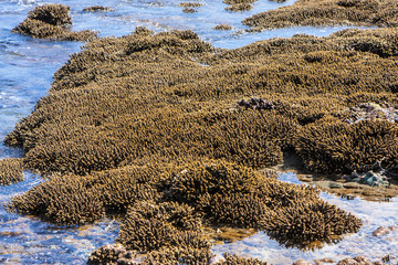 for corals s tide,Nusa Penida in Indonesia