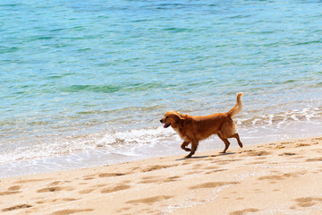 Dog running at a beach