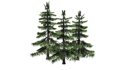 Alaska Cedar tree cluster - separated on white background