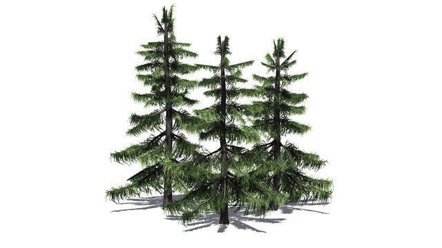 Fototapeta Alaska Cedar tree cluster - separated on white background