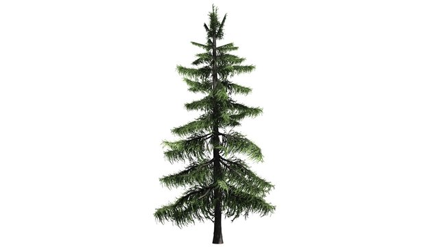 Alaska Cedar tree - separated on white background