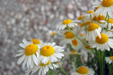 Obraz premium beautiful spring background with flowers, daisies