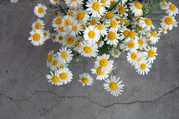 beautiful spring background with flowers, daisies