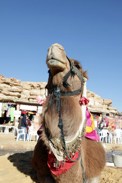 Head of a camel 