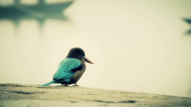 kingfisher surveying the Ganges