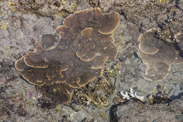 for corals s tide,Nusa Penida in Indonesia