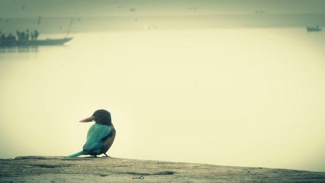 kingfisher surveying the Ganges