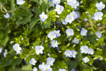 Small white flowers
