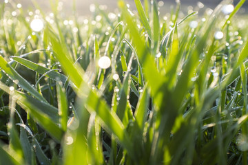 Fresh green grass with water drops