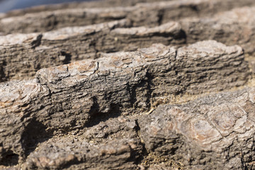 Abstract, wavy pattern in the wood of a tree stump