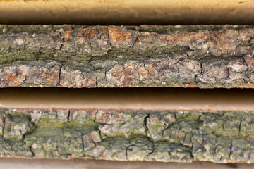 Abstract, wavy pattern in the wood of a tree stump
