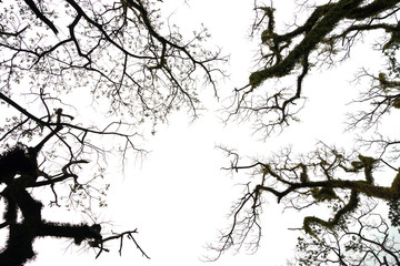 Silhouettes dead trees. white background.