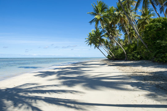 Remote Tropical Brazilian Beach Palm Tree Shadows