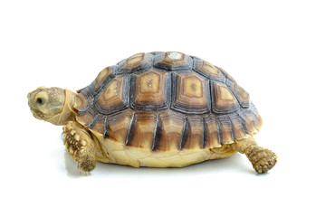 turtle on white background