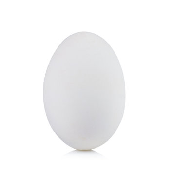 white egg  on white background