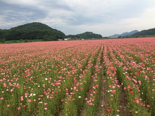 ポピー畑