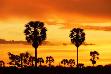 Palm silhouettes after sunset.