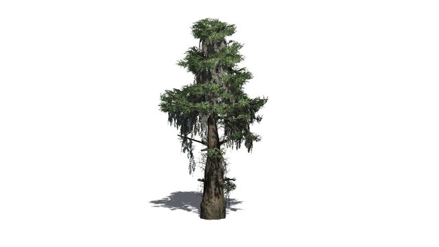 Fototapeta bald cypress tree  - separated on white background