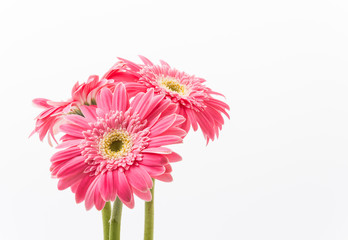 Pink gerbera flower