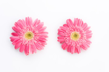 Pink gerbera flower