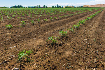 Agricultural field