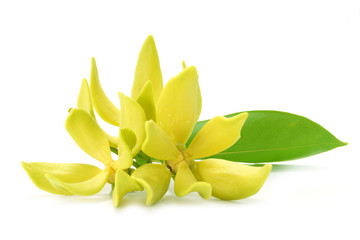 Fototapeta na wymiar Yellow flower of Bhandari on white background.
