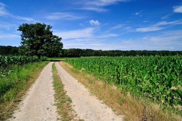 Fototapeta na wymiar Rural road through the green corn field