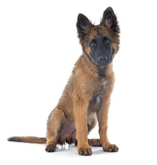Belgian Shepherd Tervuren
