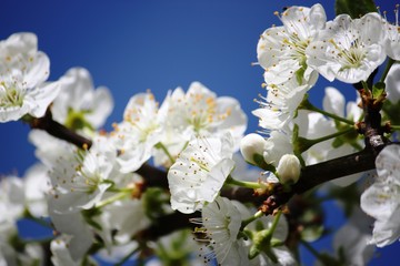 Plum blossoms, Reneclode white blossoms under blue sky
