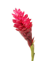 beautiful tropical red ginger flower on isolate white background