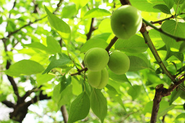 Plum fruit