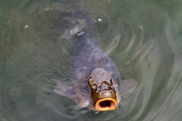 Koi carp, Kyoto, Japan