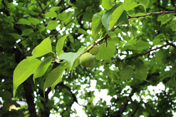 Plum fruit