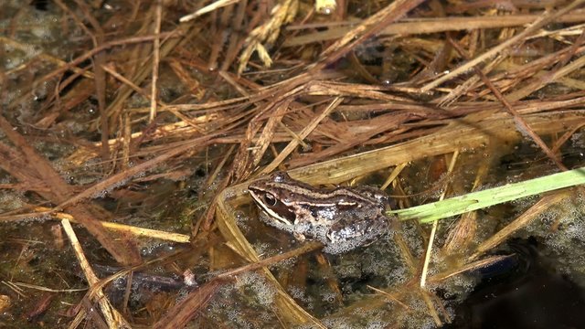 moor frog lying in the water