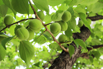 Plum fruit