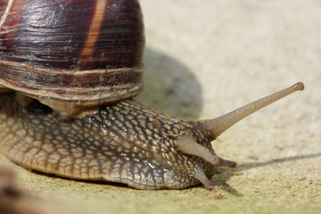Snail