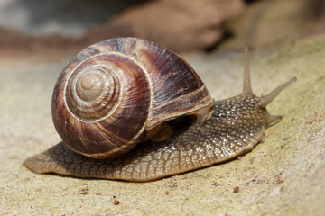 Snail