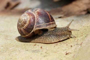 Snail